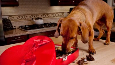 Dog eating chocolates from heart shaped Valentine's box