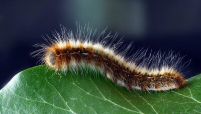 caterpillar-1727984_1280