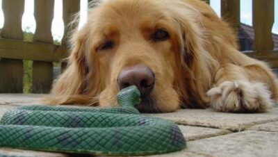 _medium-22992_24588-un-chien-couche-sur-le-sol-observe-un-serpent-vert